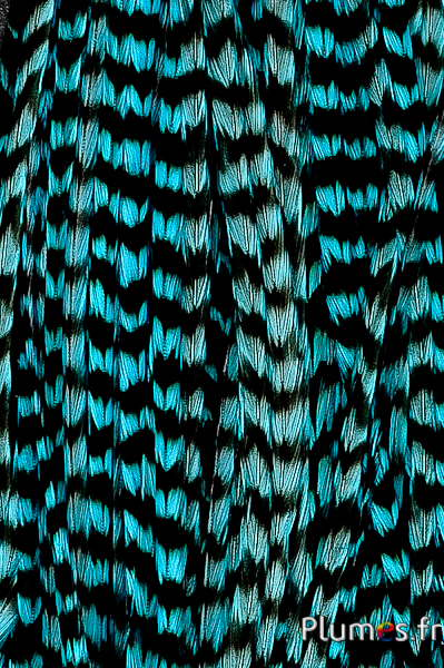 Coq grizzly - 32-37 cm - turquoise